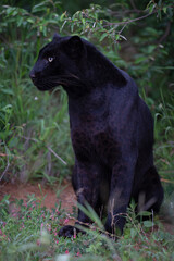 Melanistic leopard or Black Panther