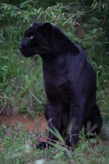 Foto op Plexiglas Melanistic leopard or Black Panther © Staffan Widstrand