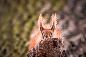 A red fluffy squirrel sits on the thick branch and looks down toward the camera lens on a sunny spring day.