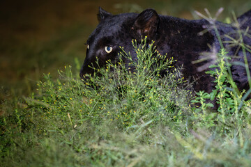 Fototapeta premium Melanistic leopard or Black Panther