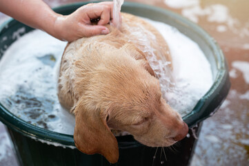 Washing dog pet in bath