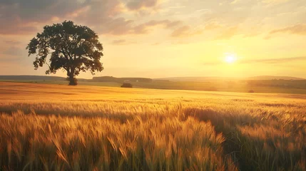 Gordijnen Scenic Midsummer Countryside: A July Afternoon in the Golden Wheat Field © Samuel