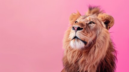 studio headshot portrait lion smiling against a pink background