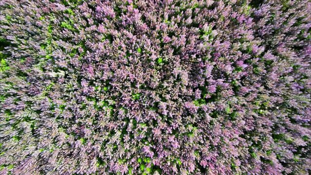 Aerial View of a landscape with clary sage field from bottom flying up. Aerial Shot. France. Provence. High quality FullHD footage