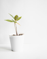 Young lychee sprout on white background