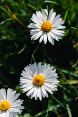 Daisy flower in a garden at springtime, edible flower, bellis perennis, astereae © Reflexpixel