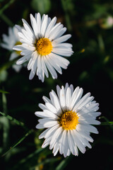Daisy flower in a garden at springtime, edible flower, bellis perennis, astereae © Reflexpixel