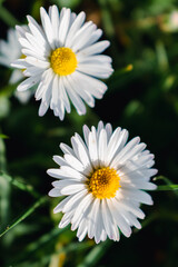 Obraz premium Daisy flower in a garden at springtime, edible flower, bellis perennis, astereae