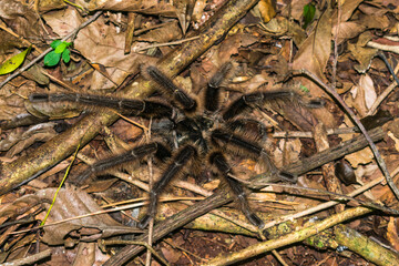 Wild native tarantula Grammostola sp. in the forest - Sao Francisco de Paula, South of Brazil