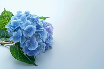 日本の梅雨の花「紫陽花」のポートレート（6月・あじさい・ブーケ）