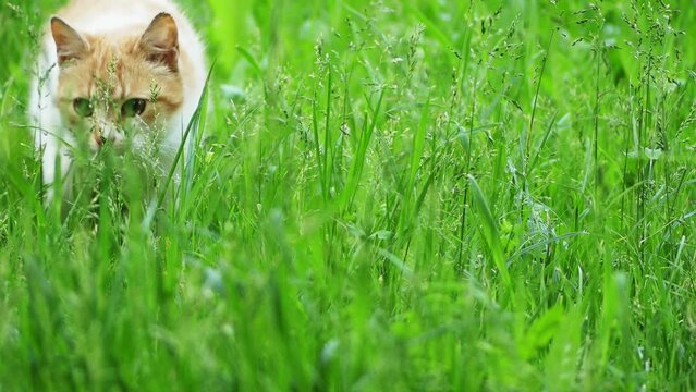 Red cat goes on a meadow with tall grass