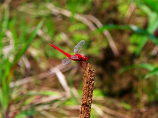 A red dragonfly perched on a twig against background of grass. 