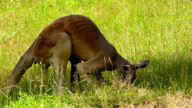 Swamp wallaby (Wallabia bicolor)