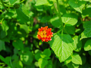 Top view of an orange flower against background of bushes. 