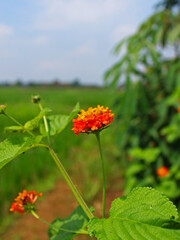 Close-up of an orange flower in the sunny day against background of rice fields. 