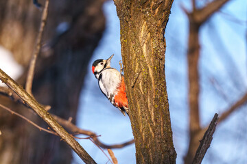 アカゲラ　北海道の美しい野鳥