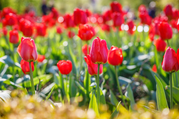 A vibrant field of red tulips bathed in sunlight, showcasing the natural beauty and vivid colors of spring