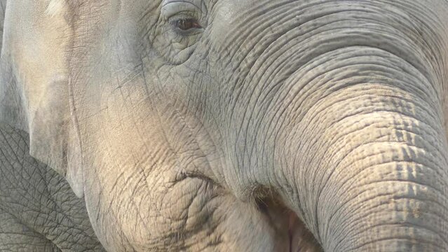 Asiatic elephant (Elephas maximus)