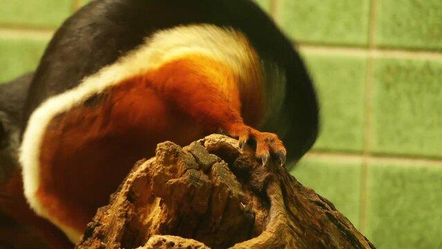 Asian tri-colored squirrel, Callosciurus prevostii