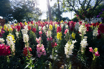 High-angle flower garden Multicolored Snapdragons Flower garden in a park in Chiang Mai, Thailand...