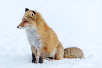 Obraz premium 雪原のキタキツネ 北海道三大かわいい動物