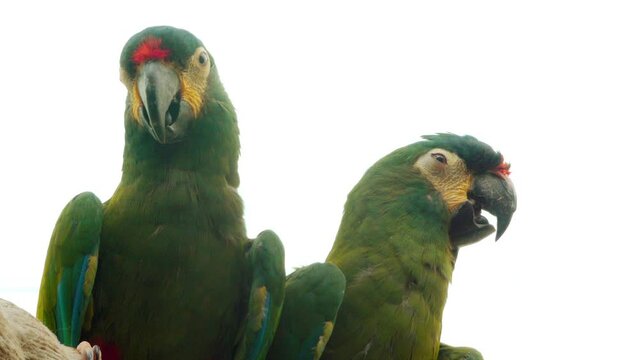 blue-winged macaw (Primolius maracana)