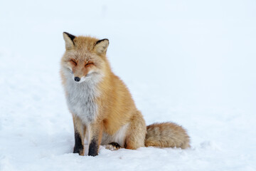 雪原のキタキツネ　北海道三大かわいい動物