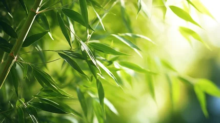 Foto op Aluminium Green bamboo forest with lots and natural light bokeh and blur background.  © Alpa