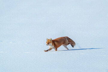 雪原のキタキツネ　北海道三大かわいい動物