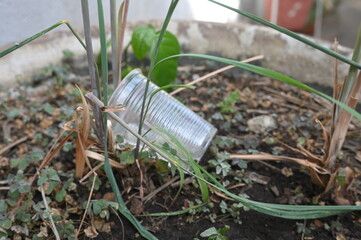 plastic bowl abandoned in a vase with stagnant water inside. close up view. mosquitoes in potential...