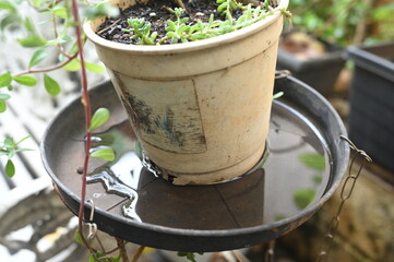 plastic bowl abandoned in a vase with stagnant water inside. close up view. mosquitoes in potential...
