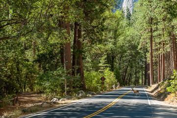 Yosemite Valley in Yosemite National Park during September in California. Formed in 1890 this is one of the oldest and most famous National Parks in the United States. - 764041600