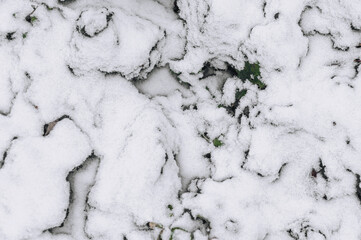 Background, texture of soil, earth, leaves, green plants covered with white snow in winter. Photography, nature, top view, gardening.