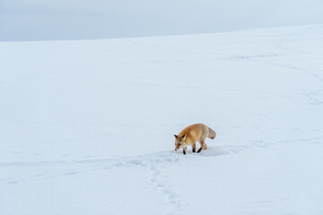 雪原のキタキツネ　北海道三大かわいい動物