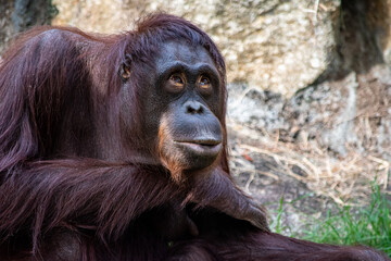 動物園の中でも人気が高いもののひとつが「オランウータン」