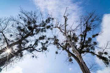 Tall old trees, mistletoe. Sunny day, clouds. Spring.