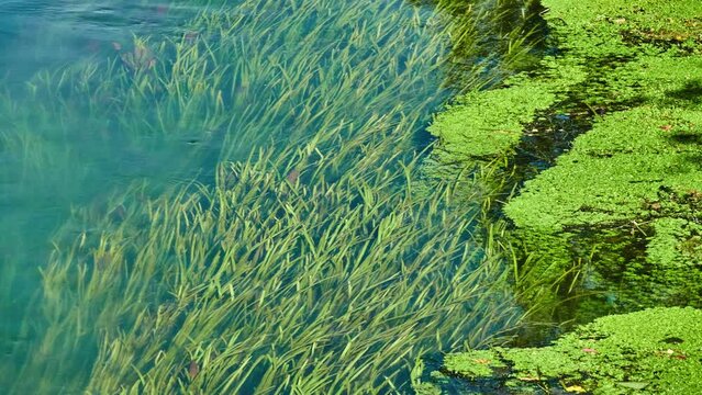 Long algae can be seen through water