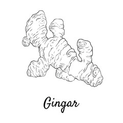Ginger root plant. Hand drawn sketch vector illustration isolated on white.