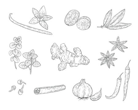 Spices and herbs for baking and cooking. Hand sketched illustrations