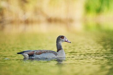Obraz na płótnie Canvas Egyptian goose (Alopochen aegyptiaca) floats in the water in beautiful evening light