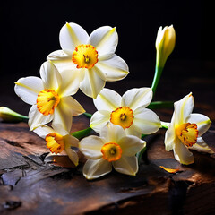 Narcissus - 764046002