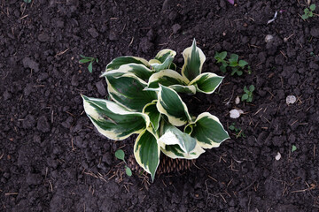Beautiful Hosta leaves background. Hosta - an ornamental plant for landscaping park and garden design. Large lush green leaves with streaks. Veins of the leaf.