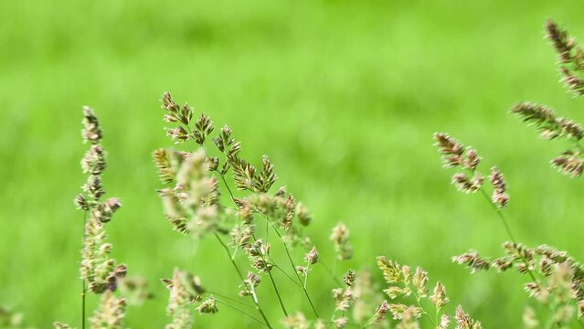 Dactylis glomerata, also known as cock's-foot, orchard grass, or cat grass (due to its popularity for use with domestic cats) is a common species of grass in the genus Dactylis.