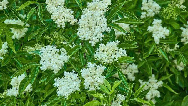 Ligustrum vulgare (wild privet, also sometimes known as common privet or European privet) is a species of Ligustrum native to central and southern Europe, north Africa and southwestern Asia.