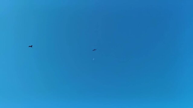 Fregat birds flock fly around the moon blue sky Mexico.
