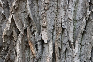 texture, bark of a tree