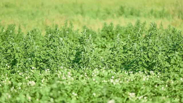 Chenopodium album is fast-growing weedy annual plant in genus Chenopodium. It is lamb's quarters, melde, goosefoot, wild spinach and fat-hen.