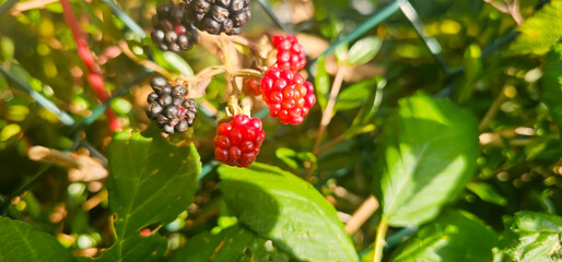organic blackberries growing on the bush