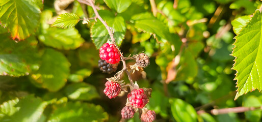 organic blackberries growing on the bush