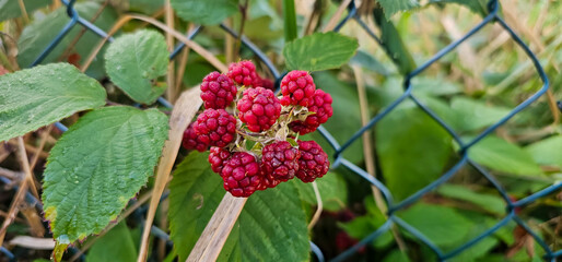 organic blackberries growing on the bush